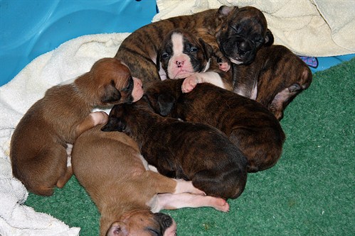 Newborn -puppy -pile Newborn -puppy -pile